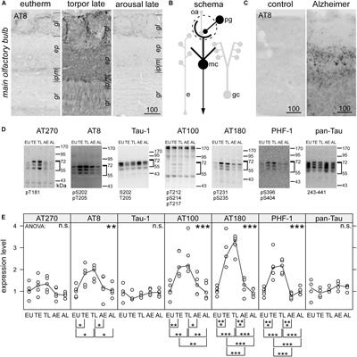 Hibernation Impairs Odor Discrimination – Implications for Alzheimer’s Disease